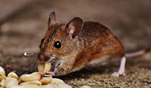 organic-and-eco-friendly-pest-solutions Experts in Los Padillas